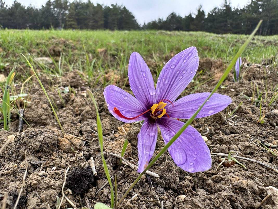 Dünyanın en pahalı baharatı Safranbolu'da yetişiyor! Gıda, ilaç ve kozmetikte kullanılan mucize 3